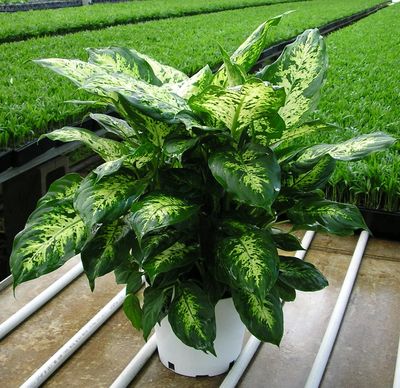 8" Dieffenbachia Compacta